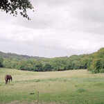 Hanger south of Luddesdown