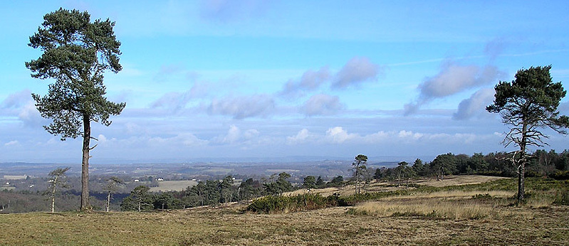 Ashdown Forest